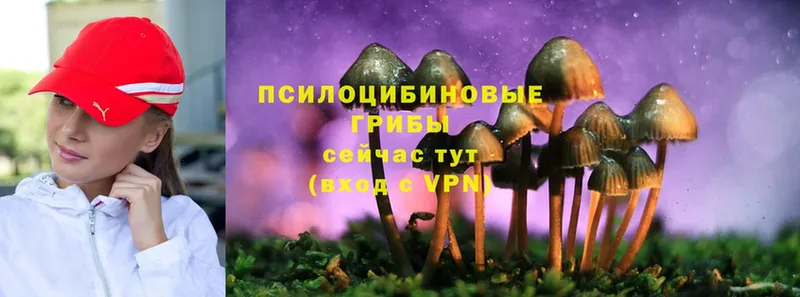 Галлюциногенные грибы Cubensis  дарнет шоп  Кизилюрт 