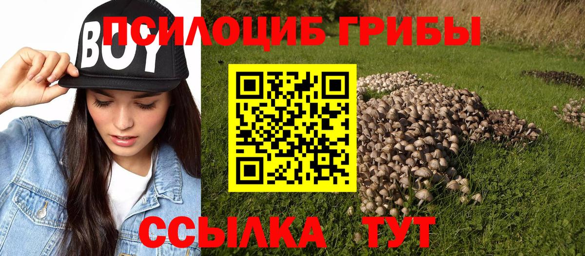 Галлюциногенные грибы Psilocybe Кизилюрт